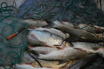 Résultat de la pêche