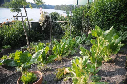 Vue du potager